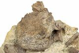 Fossil Dinosaur Bones and Tendons in Sandstone - Wyoming #292560-1